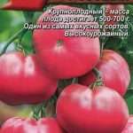 Томаты Грушовка Фото